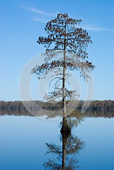 Bald Cypress Tree