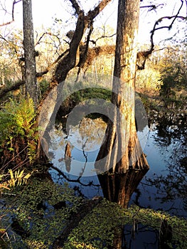 Bald Cypress Tree in 6 Mile Slough