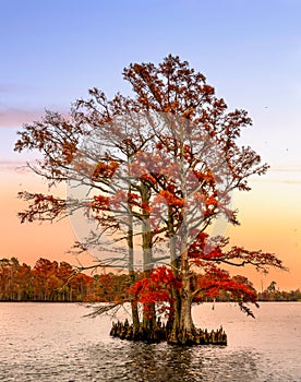 Bald Cypress Tree  in Autumn