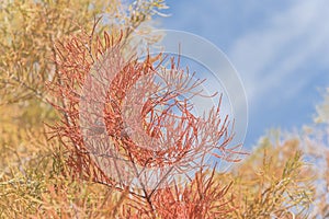 Bald Cypress tree with autumn leaves and round cones blue sky in