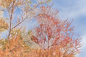 Bald Cypress tree with autumn leaves and round cones blue sky in