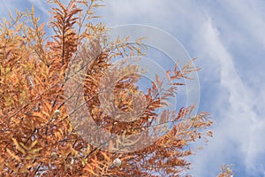 Bald Cypress tree with autumn leaves and round cones blue sky in