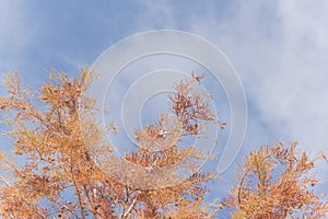 Bald Cypress tree with autumn leaves and round cones blue sky in