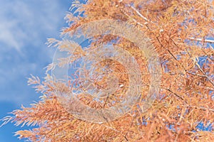 Bald Cypress tree with autumn leaves and round cones blue sky in