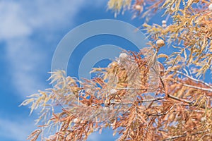 Bald Cypress tree with autumn leaves and round cones blue sky in