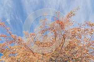 Bald Cypress tree with autumn leaves and round cones blue sky in