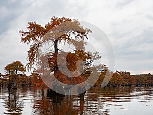 Bald Cypress Tree with Burnt Orange Leaves in Caddo Lake