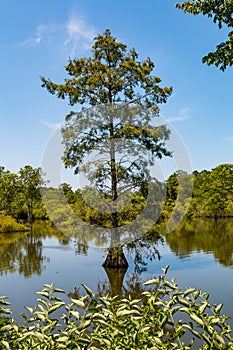 Bald Cypress Tree Growing in Wetlands at Stumpy Lake