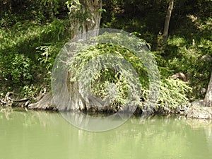 Bald Cypress Tree Roots on the Guadalupe River