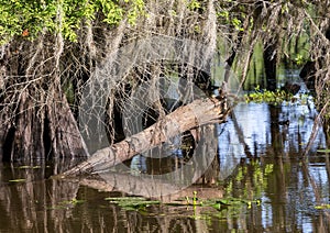 Bald Cypress tree with trunk snapped near the water line in Caddo Lake near Uncertain, Texas.