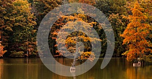 A Bald Cypress Tree Turns Orange and Yellow During the Fall Season