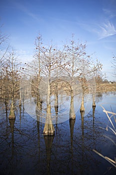 Bald cypress trees