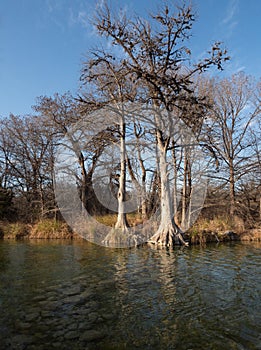 Bald Cypress Trees Along the Frio River in Garner State Park