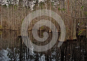 Bald Cypress Trees in Blackwater River State Park in Florida