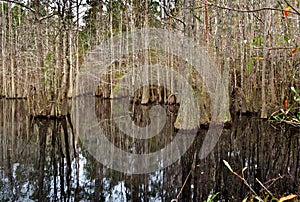 Bald Cypress Trees in Blackwater River State Park in Florida