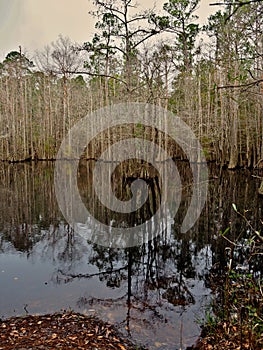Bald Cypress Trees in Blackwater River State Park in Florida