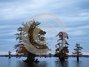 Bald Cypress Trees with Changing Leaves in the Middle of Caddo Lake at Dawn