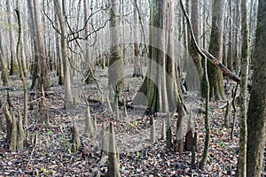 Bald Cypress Trees at Congaree National Park