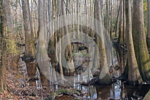 Bald Cypress Trees in Congaree National Park in Winter