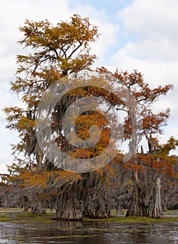 Bald Cypress Trees with Fall Leaves and Spanish Moss Being Blown by the Wind