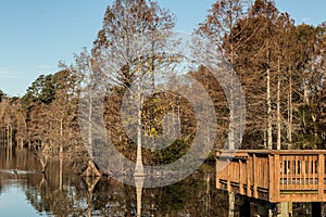 Bald Cypress Trees at Fishing Pier at Stumpy Lake