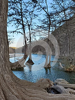 Bald Cypress Trees in the Frio River in Garner State Park, Texas