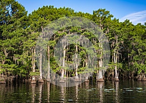 Bald cypress trees growing in Caddo Lake and bayou on the Texas side, near Uncertain, Texas.