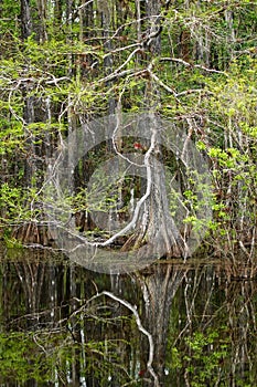 Bald cypress trees growing in a swampy area in Florida