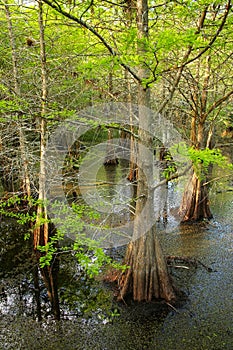 Bald cypress trees growing in a swampy area in Florida