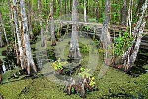 Bald cypress trees growing in a swampy area in Florida