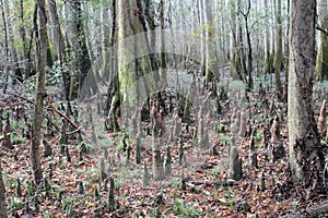 Bald Cypress Trees and Knees in Congaree National Park in Winter