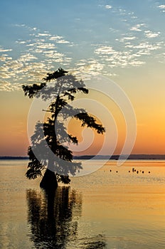 Bald Cypress trees, Reelfoot Lake, Tennessee State Park