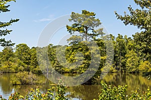 Bald Cypress Trees at Stumpy Lake in Virginia Beach, Virginia