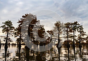 Bald Cypress Trees at Sunrise with Cloudy Skies Overhead