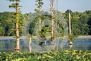 Bald cypress trees (Taxodium distichum) growing in the swamp