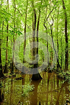 Bald cypresses in Congaree National park