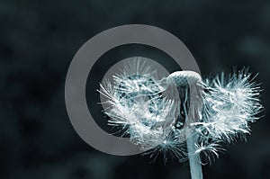 Bald dandelion with dark green background