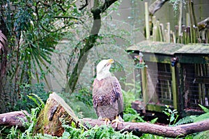 Bald Eagle