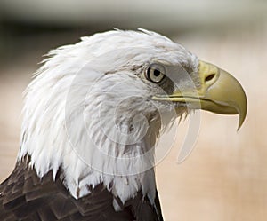 Bald eagle