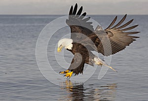 Bald Eagle photo