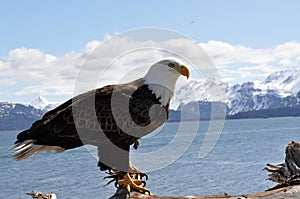 Bald Eagle