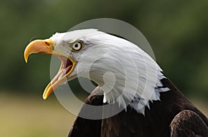 Bald Eagle