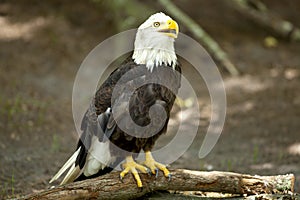 Bald Eagle