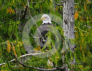 Bald Eagle