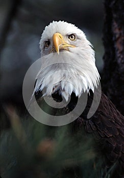 Bald eagle