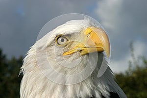 Bald eagle