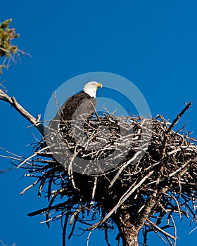 Bald Eagle