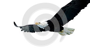 Bald Eagle (22 years)