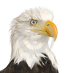 Bald Eagle (22 years) - Haliaeetus leucocephalus