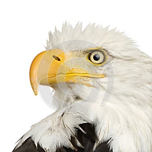 Bald Eagle (22 years) - Haliaeetus leucocephalus